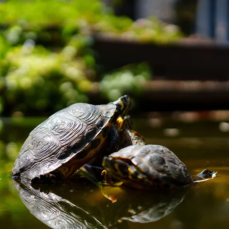 Les Jardins De La Molignee 4* Ντινάντ